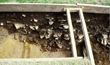 Click to enlarge image of Trench 1 in 1999